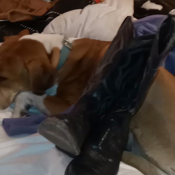 Justin size 8.5 snakeskin boots - Picture 2 of 6